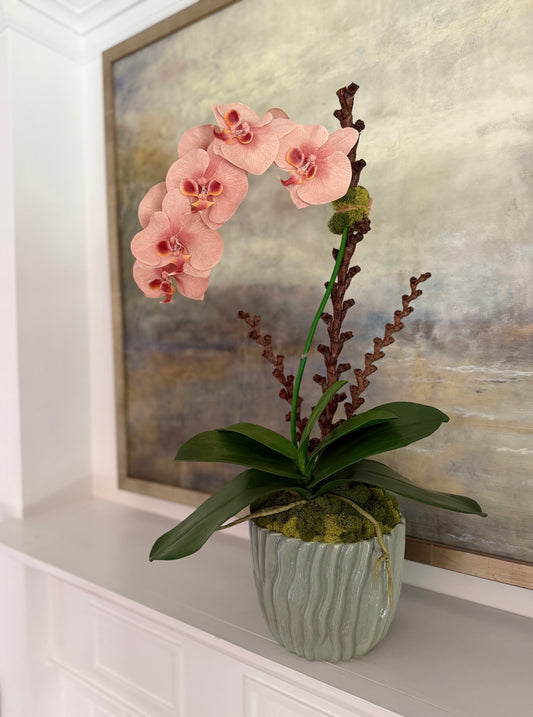 Salmon Phalaenopsis Orchid