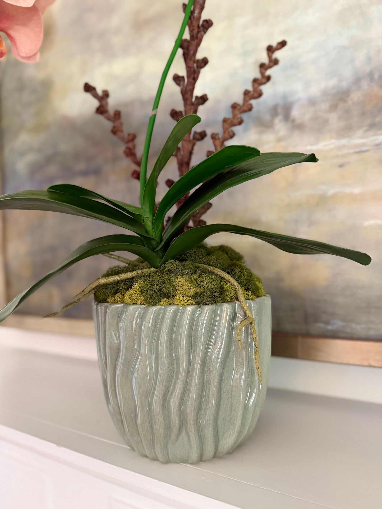 Salmon Phalaenopsis Orchid
