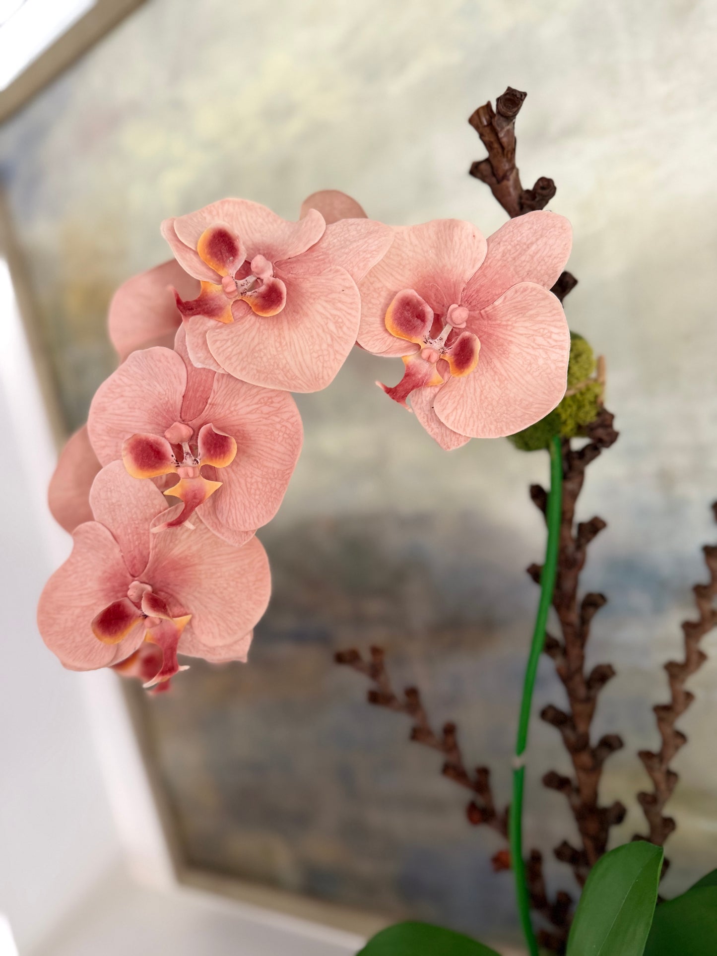 Salmon Phalaenopsis Orchid