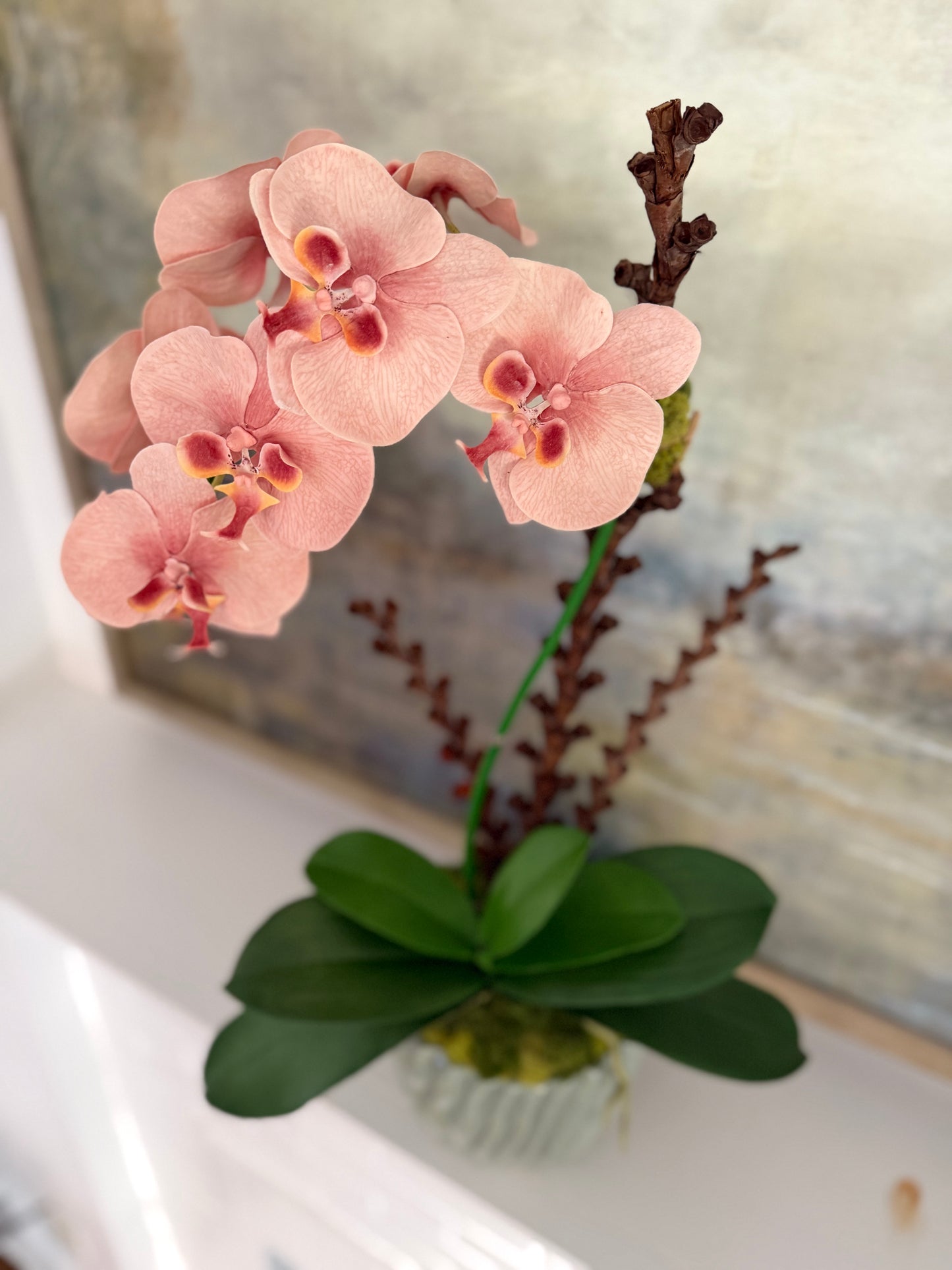 Salmon Phalaenopsis Orchid